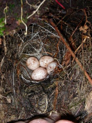 Northern Waterthrush nest