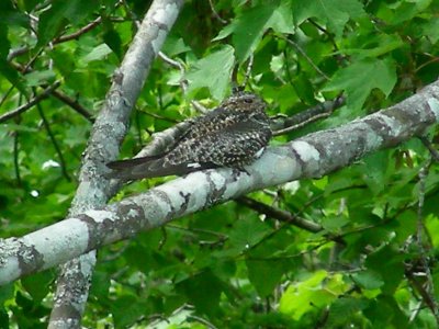 Common Nighthawk