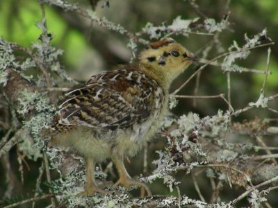 Spruce Grouse chick