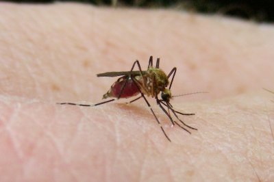 Aedes canadensis  mosquito