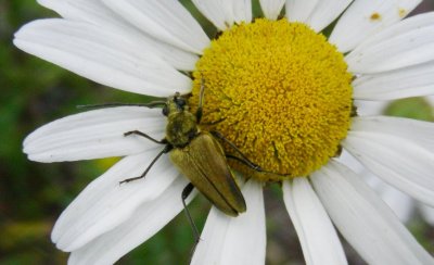 Cosmosalia chrysocoma  longhorn beetle