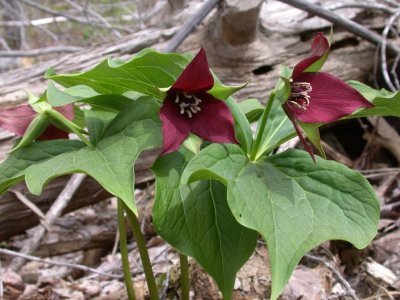 Red Trillium in Woodland Garden