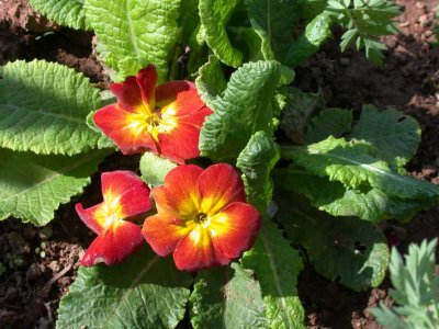 Primrose I