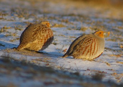 grey_partridge