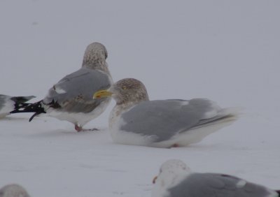 Glaucus gull