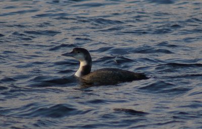 common_loons