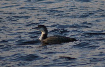 Common Loon (winter)