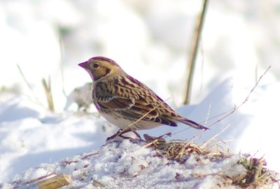 sparrows