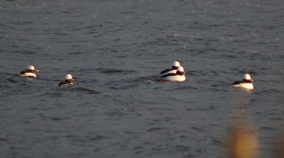 Bufflehead