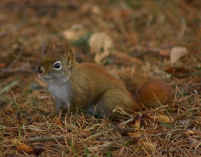 red_squirrel