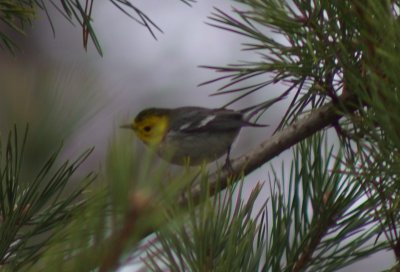 Hermit Warbler