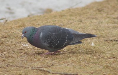 Rock Pigeon/Dove