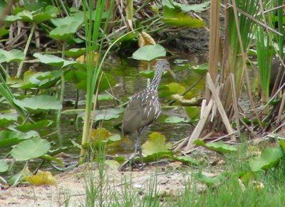 limpkin