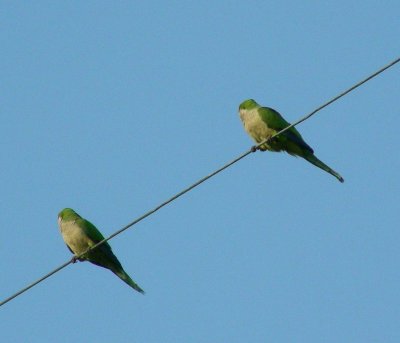 parrots