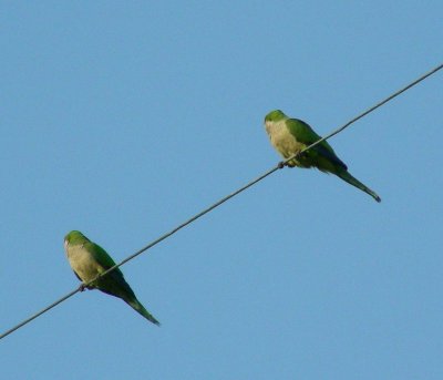 Monk Parakeet