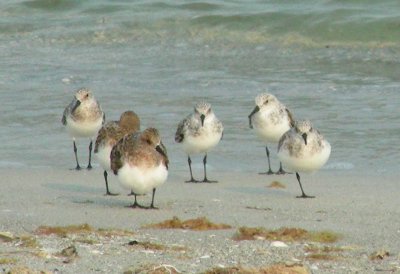 Sanderlings