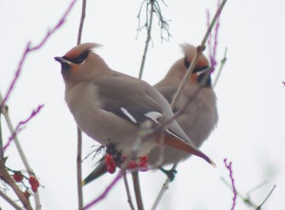 Bohemian Waxwings