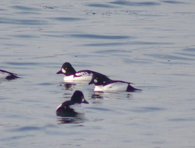 Common and Barrows Goldeneye males