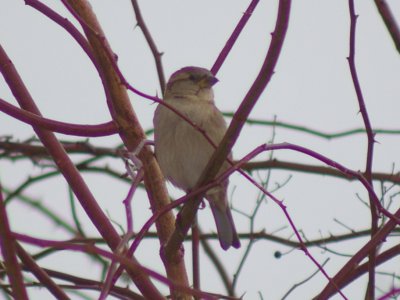 House Sparrow female