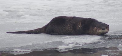 river_otter