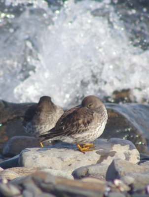 purple_sandpiper