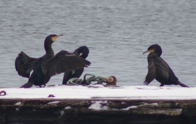 Great Cormorant