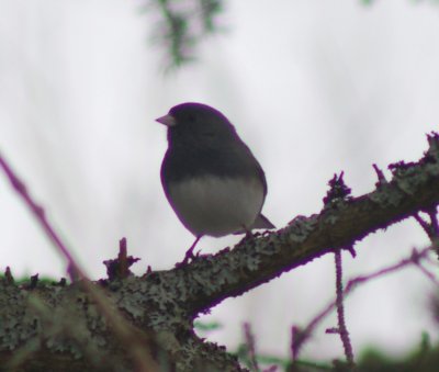 juncos