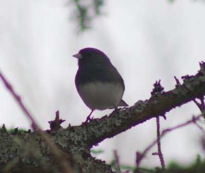 Dark-eyed Junco