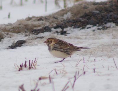 Lapland Longspur male