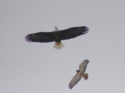 Bald Eagle and Redtail