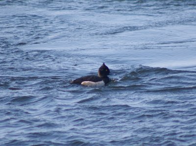 Tufted Duck comb-over