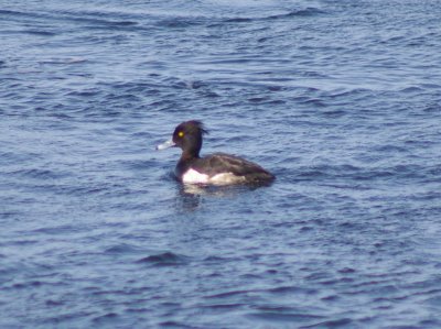 tufted_duck