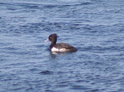 Tufted Duck