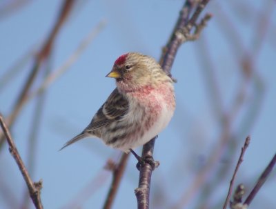 Common Redpoll