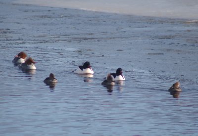Common and Hooded Mergansers