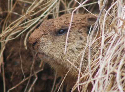 Groundhog