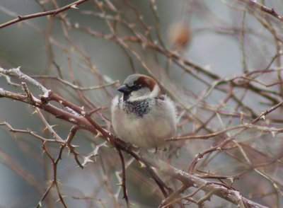 House Sparrow male