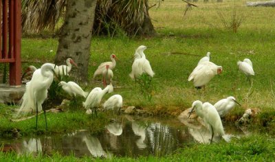 1egrets.JPG