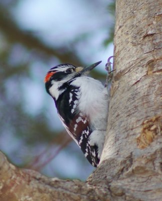 Hairy Woodpecker