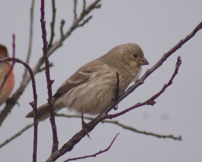 House Finch female