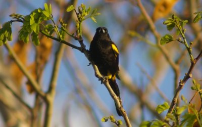 Black cowled oriole