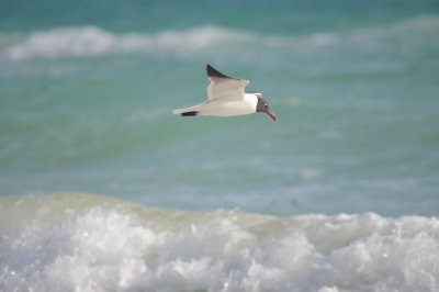 Laughing gull