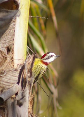 Cuban Green Woodpecker