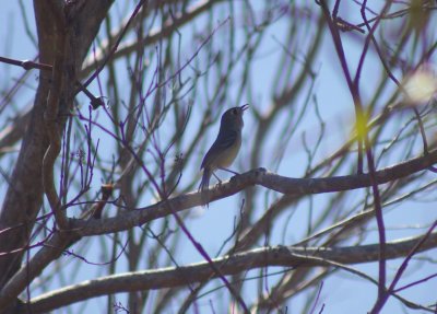 Cuban Vireo