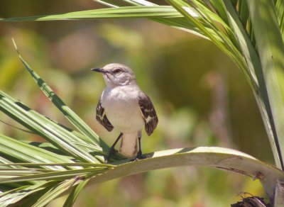 Northern Mockingbird