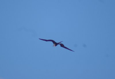 frigatebirds