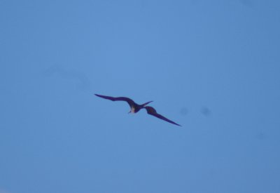 Magnificent Frigatebird