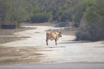 Feral cattle