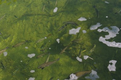 Some of the many fish
