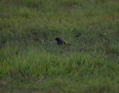 Cuban blackbird....poor pict but only one on trip